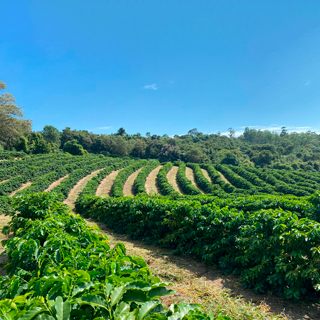 Fazenda Nova Cintra